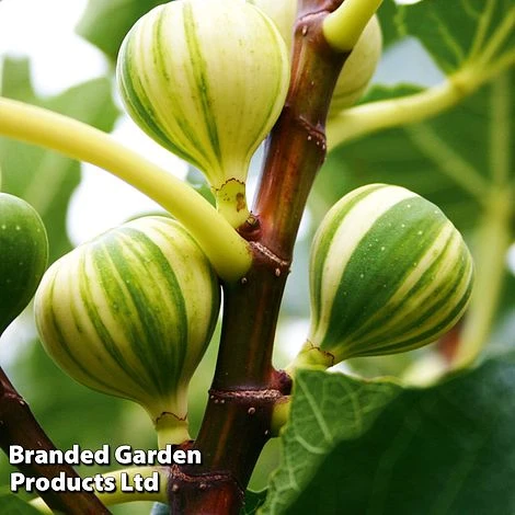 Fig 'Panachee' - Image 2