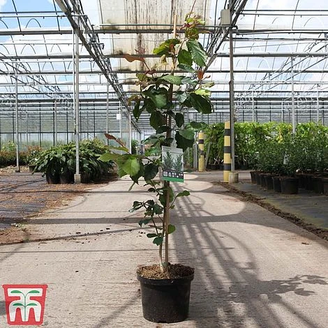 Parrotia Persica - Image 2