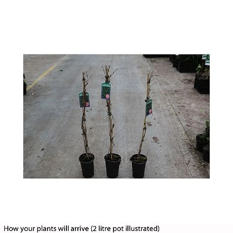 Parthenocissus Quinquefolia 'Engelmannii' - Image 2