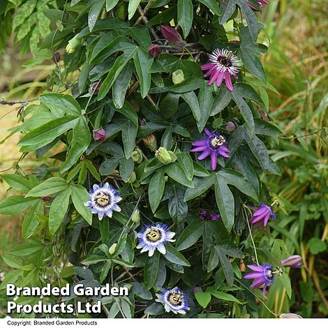 Passiflora Collection - Image 4