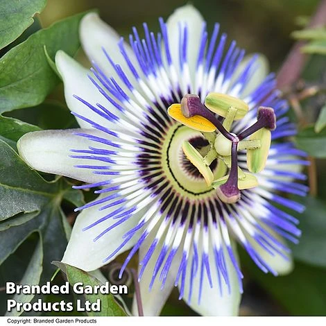Passiflora Caerulea On A Hoop - Image 2