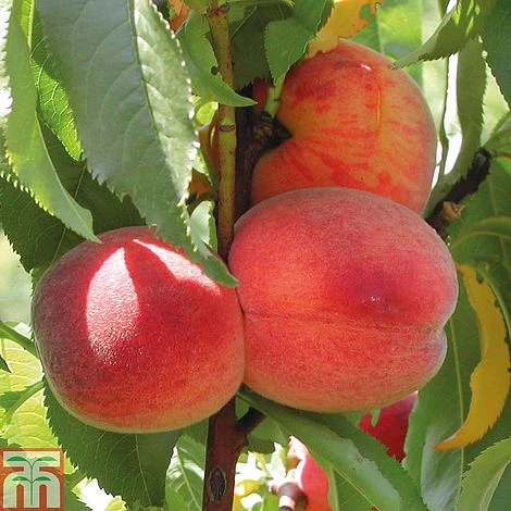 Peach 'Avalon Pride' - Image 2