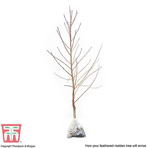 Peach 'Avalon Pride' - Image 3