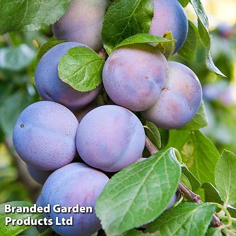 Plum 'Black Amber' (Mini Fruit Tree) - Image 2
