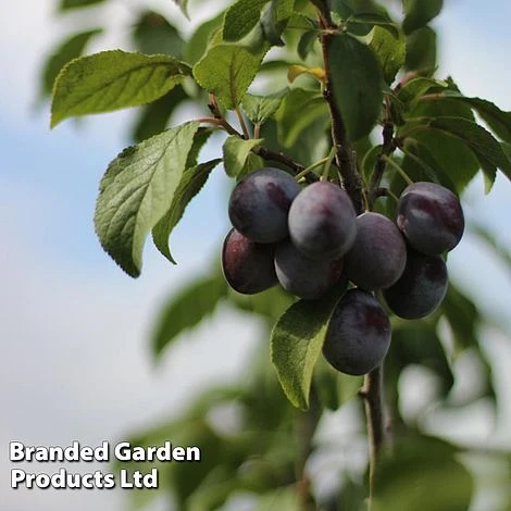 Plum 'Black Amber' (Mini Fruit Tree) - Image 3