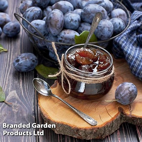 Plum 'Black Amber' (Mini Fruit Tree) - Image 4