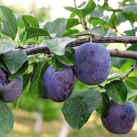Plum 'Black Amber' (Mini Fruit Tree) - Image 6
