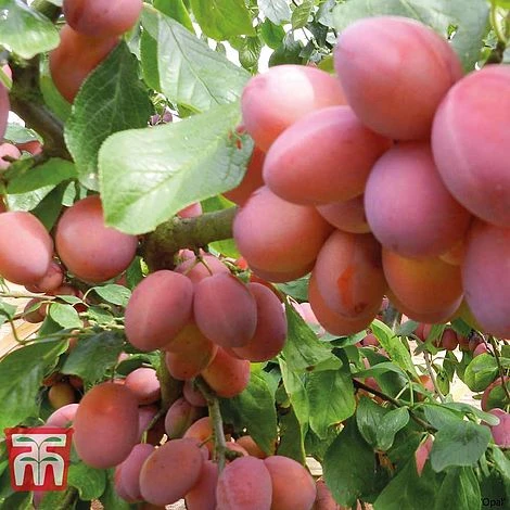 Plum Duo Patio Fruit Trees - Image 5