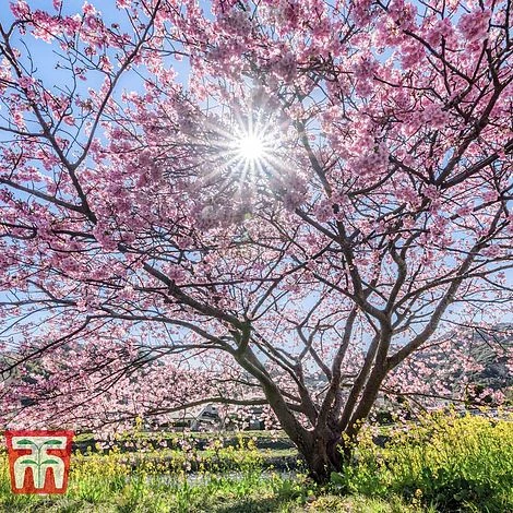 Prunus 'Accolade' - Image 2