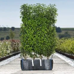 Portuguese Laurel Ready Bag Instant Hedge 1m