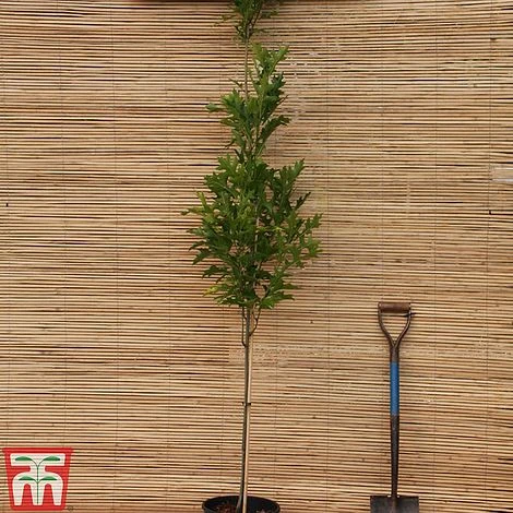 Quercus Palustris 'Green Pillar' - Image 2