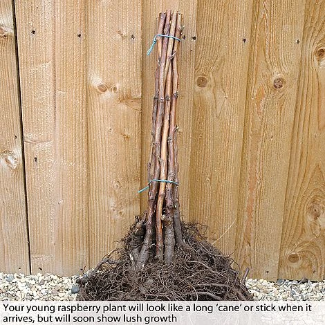 Raspberry Full Season Collection British Bred - Image 2