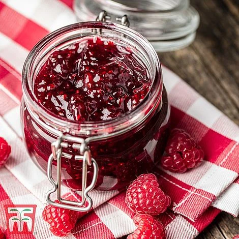 Raspberry 'Yummy' - Image 4