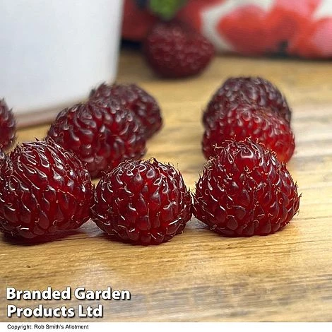 Rubus 'Hararasp' (Raspberry Tree) - Image 2