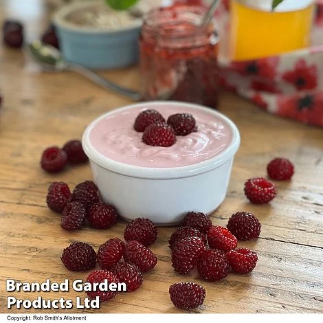 Rubus 'Hararasp' (Raspberry Tree) - Image 3