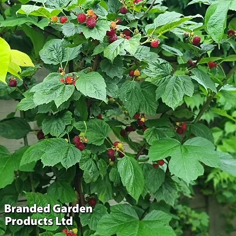 Rubus 'Hararasp' (Raspberry Tree) - Image 5