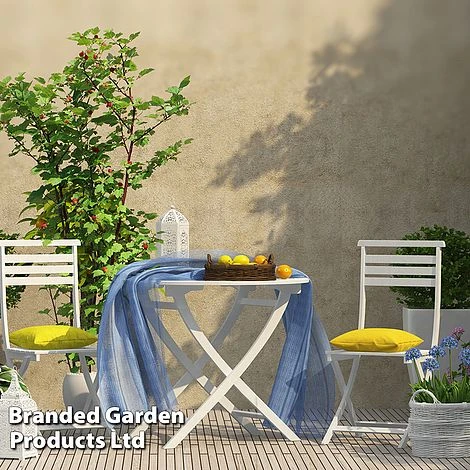 Rubus 'Hararasp' (Raspberry Tree) - Image 7