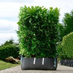 Cherry Laurel Ready Bag Instant Hedge 1m (pre-grown)