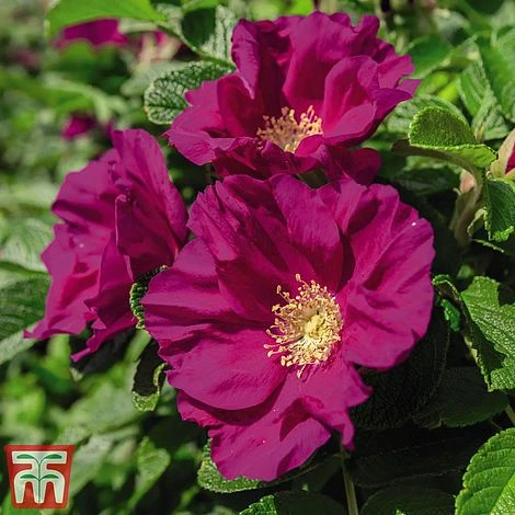 Rose Rugosa 'Rubra' (Species Shrub Rose) - Image 2