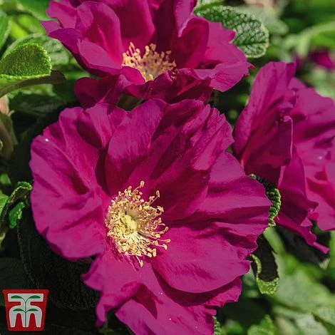 Rose Rugosa 'Rubra' (Species Shrub Rose) - Image 3