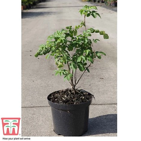 Rose Rugosa 'Rubra' (Species Shrub Rose) - Image 4