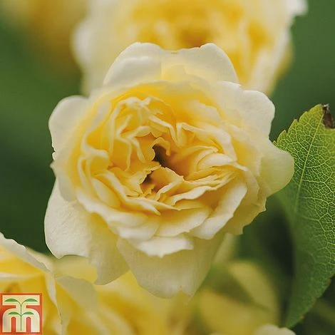 Rose Banksiae 'Lutea' (Rambling Rose) - Image 3