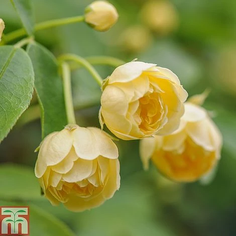 Rose Banksiae 'Lutea' (Rambling Rose) - Image 2