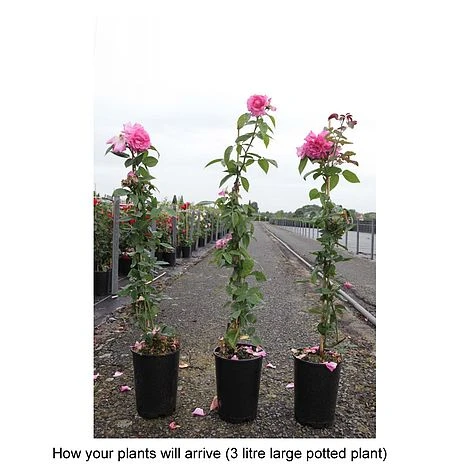 Rose 'Zéphirine Drouhin' - Image 2