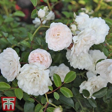 Rose 'Sea Foam' (Shrub Rose) - Image 2