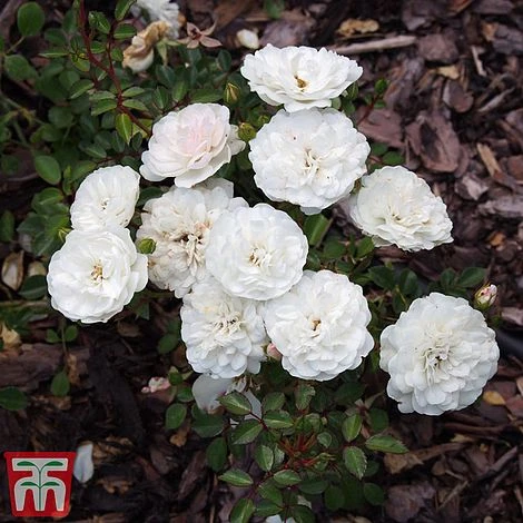 Rose 'Sea Foam' (Shrub Rose) - Image 3