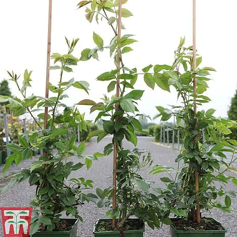 Rose Filipes 'Kiftsgate' (Rambling Rose) - Image 2