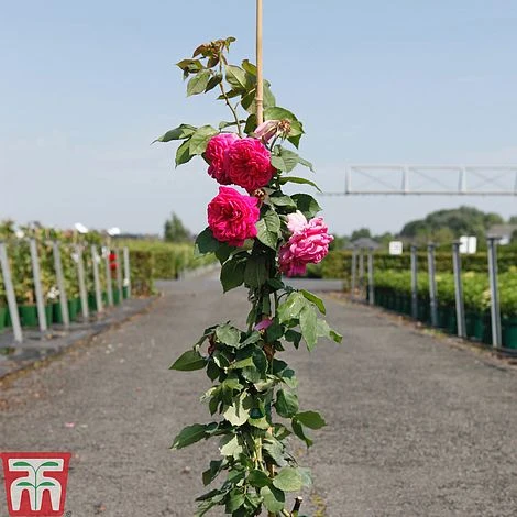 Rose 'Madame Isaac Péreire' (Climbing Bourbon) - Image 2