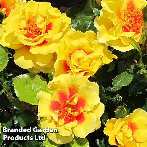 Rose 'Peter's Persica' (Climbing Patio) - Image 3