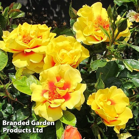 Rose 'Peter's Persica' (Climbing Patio) - Image 4