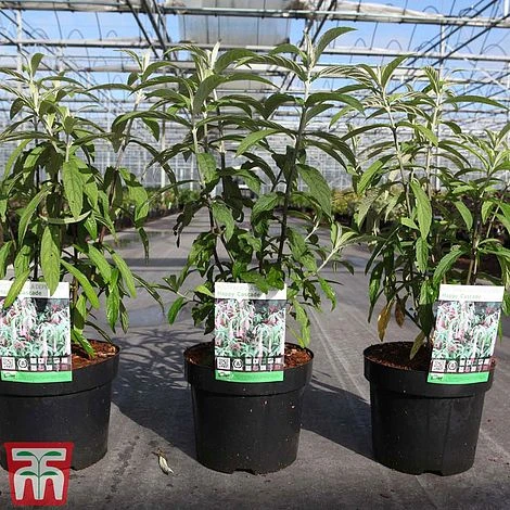 Rostrinucula Dependens 'Happy Cascade' - Image 2