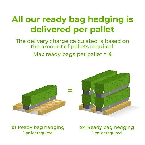 Pivet Ready Bag Instant Hedge 1m (pre-grown) - Image 3