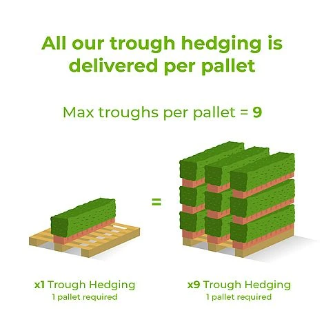 Honeysuckle Instant Trough Hedge 1m (pre-grown) - Image 3