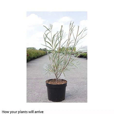 Salix Exigua - Image 3