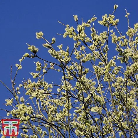 Pussy Willow (Hedging) - Image 3