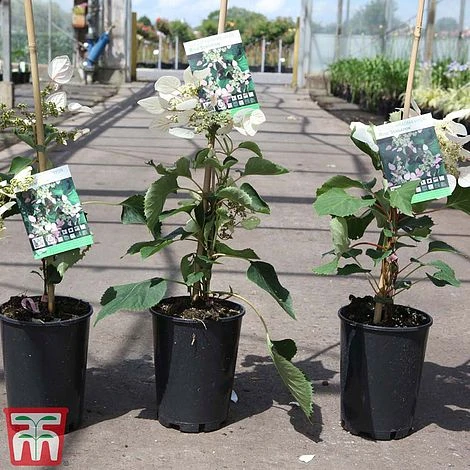 Schizophragma Hydrangeoides 'Rose Sensation' - Image 2