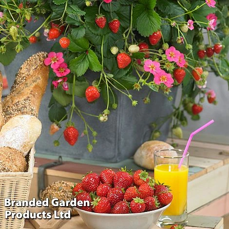 Grow Your Own Strawberry Collection - Image 2