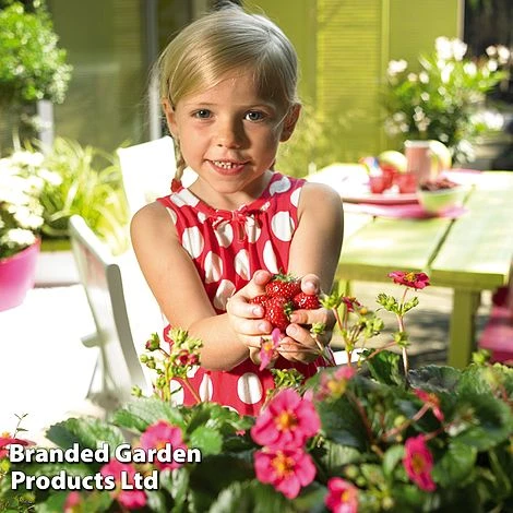 Grow Your Own Strawberry Collection - Image 7