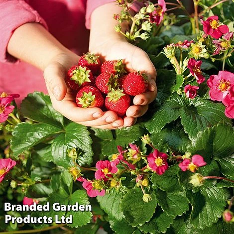 Grow Your Own Strawberry Collection - Image 8