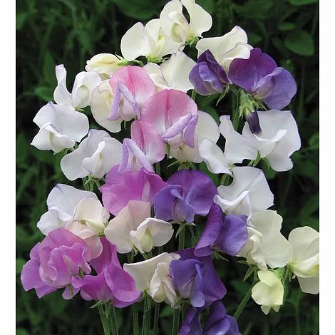 Sweet Pea 'Scent Infusion' - Image 3