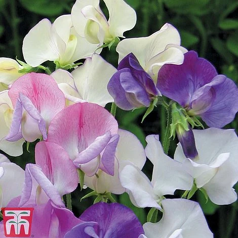 Sweet Pea 'Scent Infusion' - Image 2