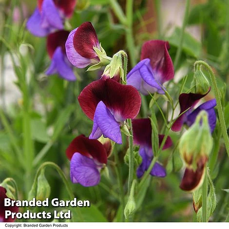 Sweet Pea 'Matucana' - Image 3