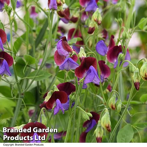 Sweet Pea 'Matucana'