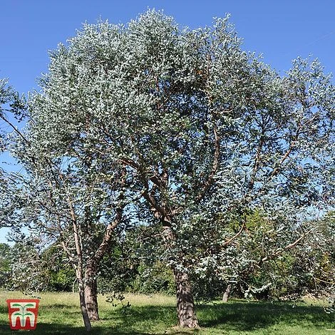 Eucalyptus Gunnii - Image 2