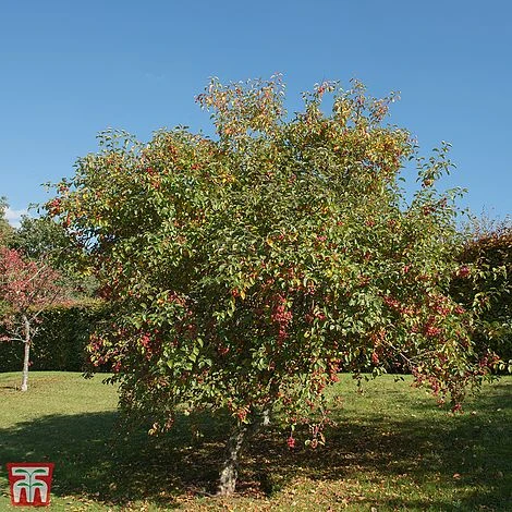 Crab Apple 'Evereste'
