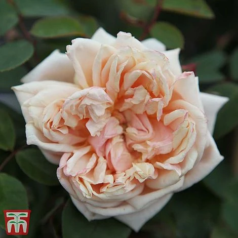 Rose 'Gloire De Dijon'